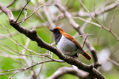 こまどり しまいがん、それは時間の流れの中で消えゆく小さな鳥の物語